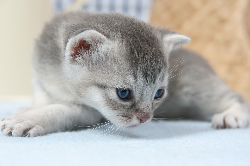 accouchement chat que faire